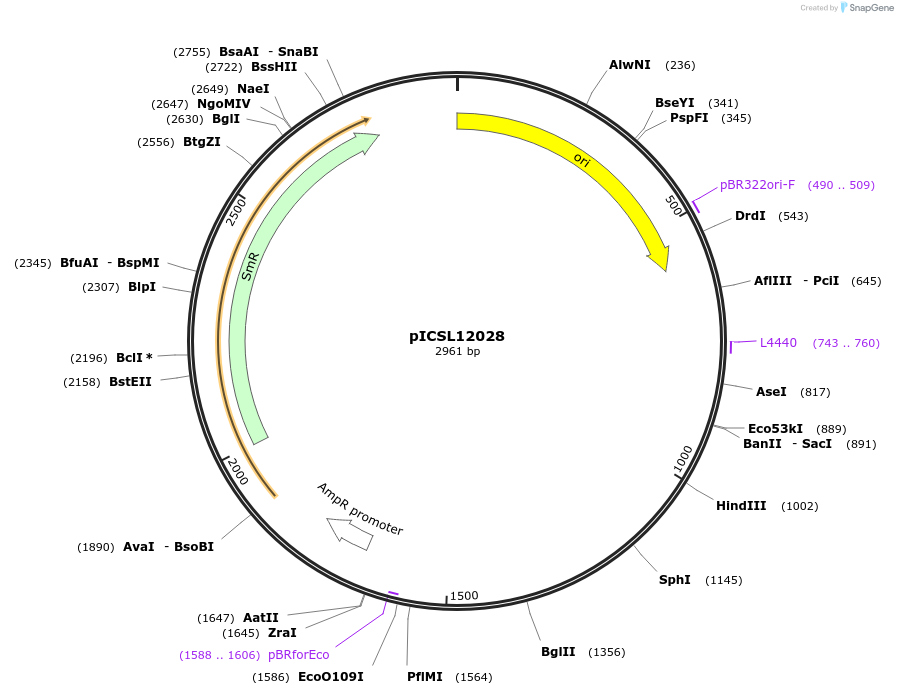 245635-plasmid-map-sequence-id-495533