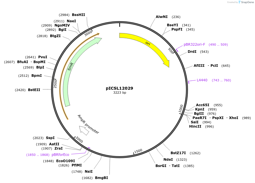 245636-plasmid-map-sequence-id-495534