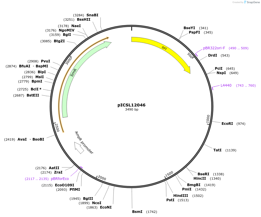 245643-plasmid-map-sequence-id-495539