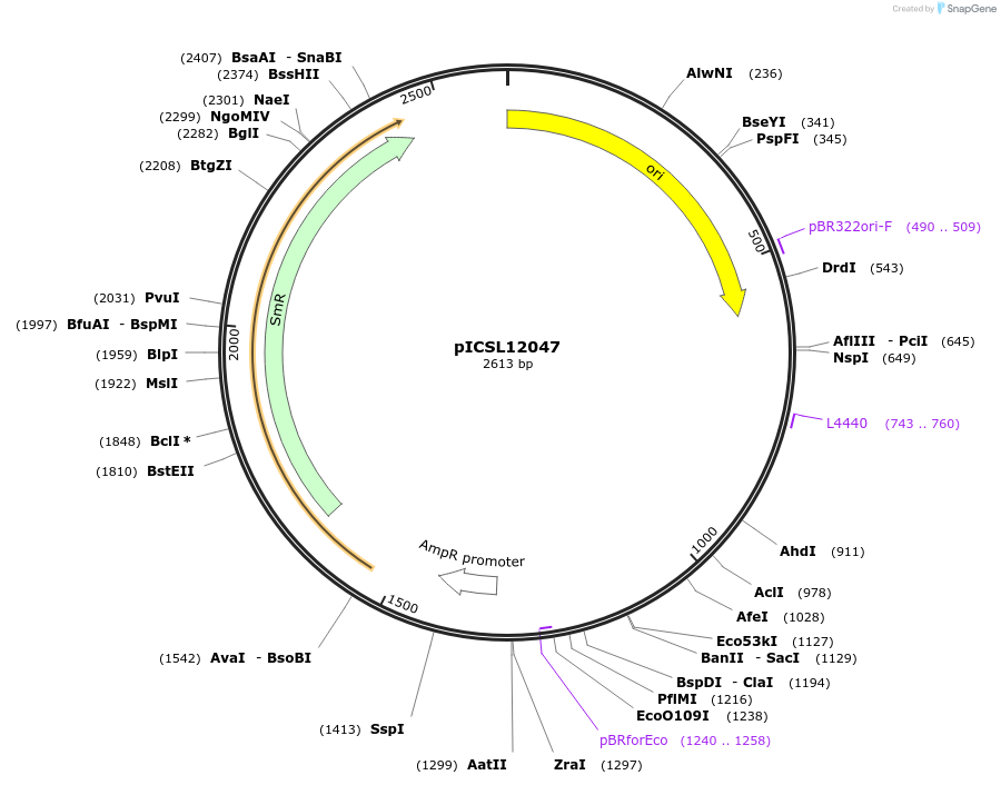 245644-plasmid-map-sequence-id-495540