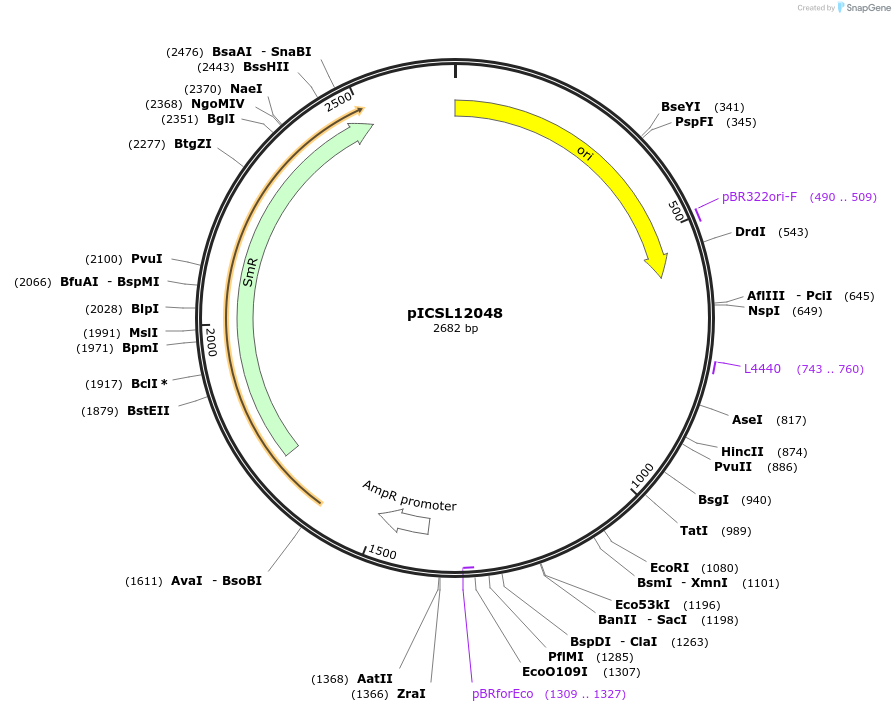 245645-plasmid-map-sequence-id-495541