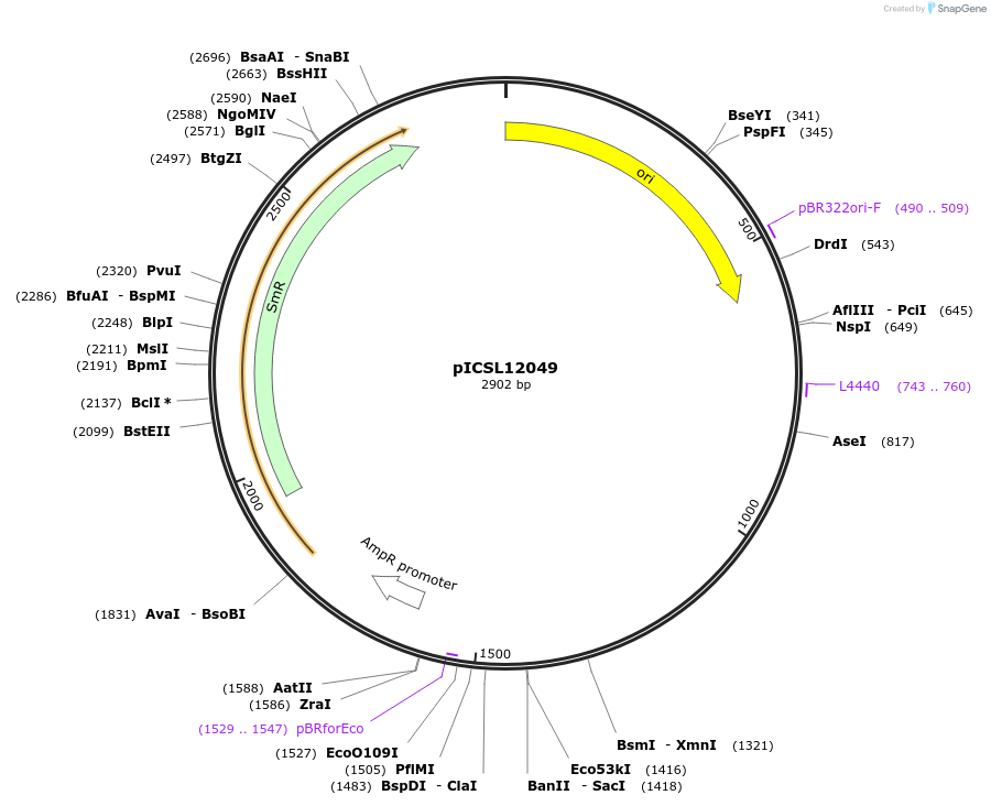245646-plasmid-map-sequence-id-495542