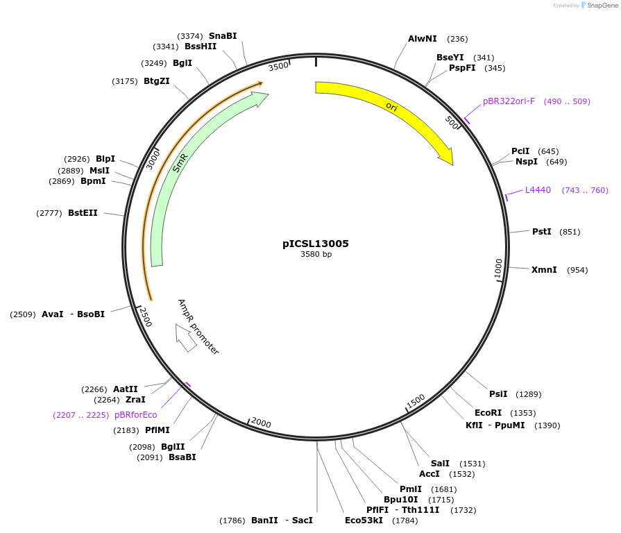 245655-plasmid-map-sequence-id-495549