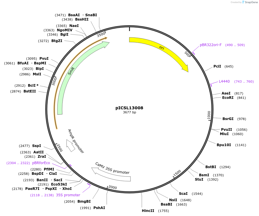 245656-plasmid-map-sequence-id-495550