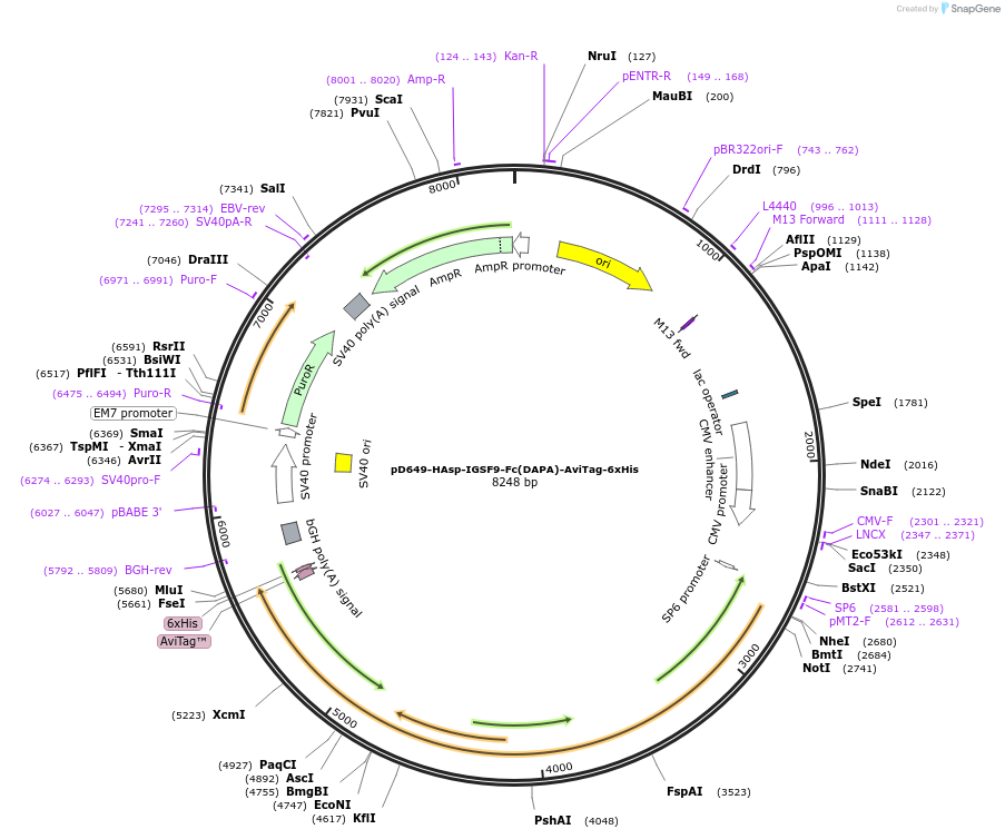 156953-plasmid-map-sequence-id-495551