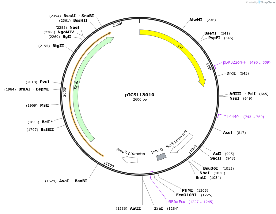 245658-plasmid-map-sequence-id-495552