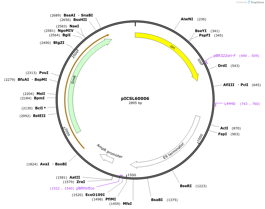 245667-plasmid-map-sequence-id-495561