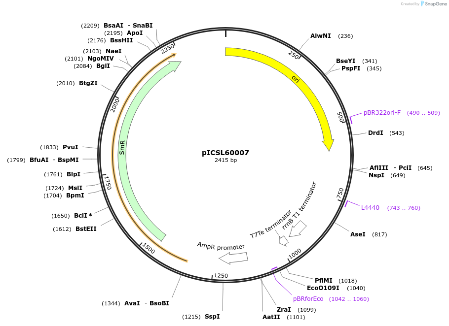 245668-plasmid-map-sequence-id-495562