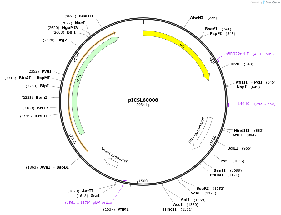 245669-plasmid-map-sequence-id-495563