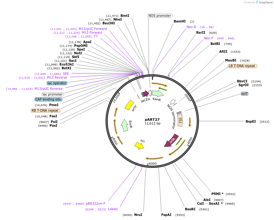 247986-plasmid-map-sequence-id-495589