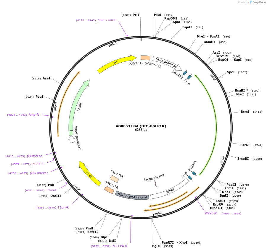 249034-plasmid-map-sequence-id-495590