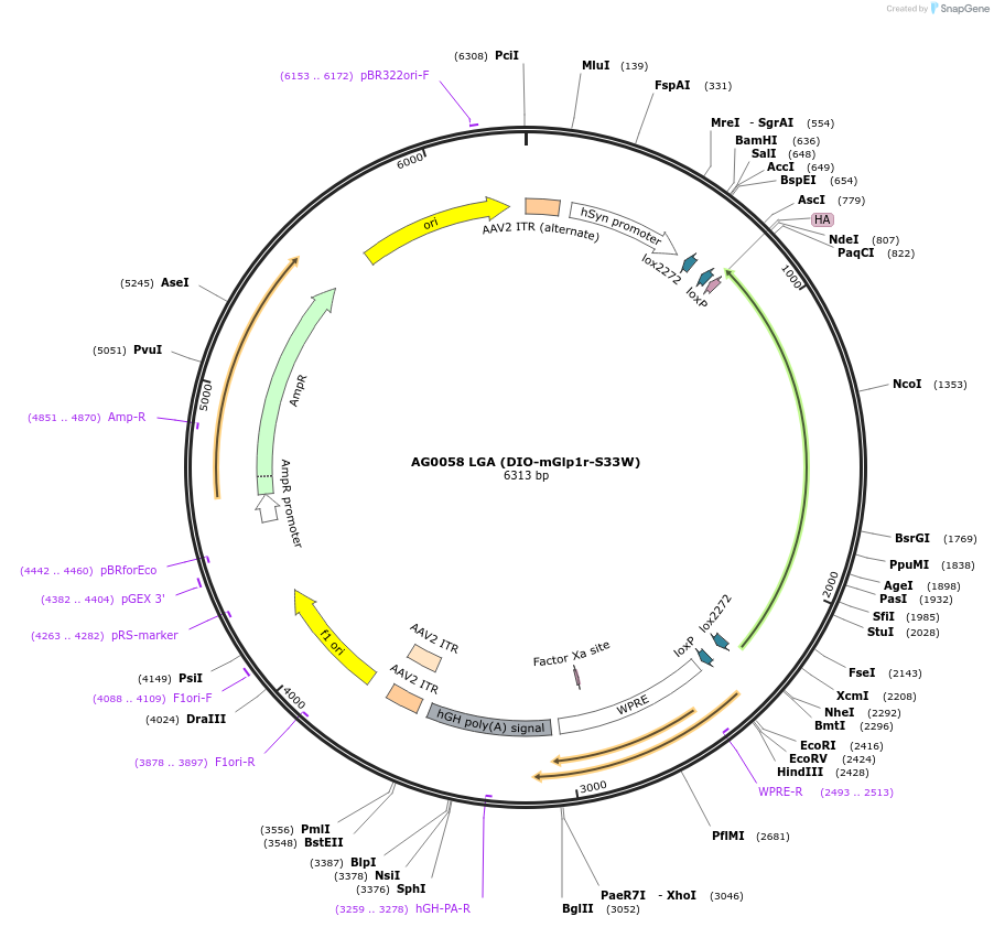 249036-plasmid-map-sequence-id-495591