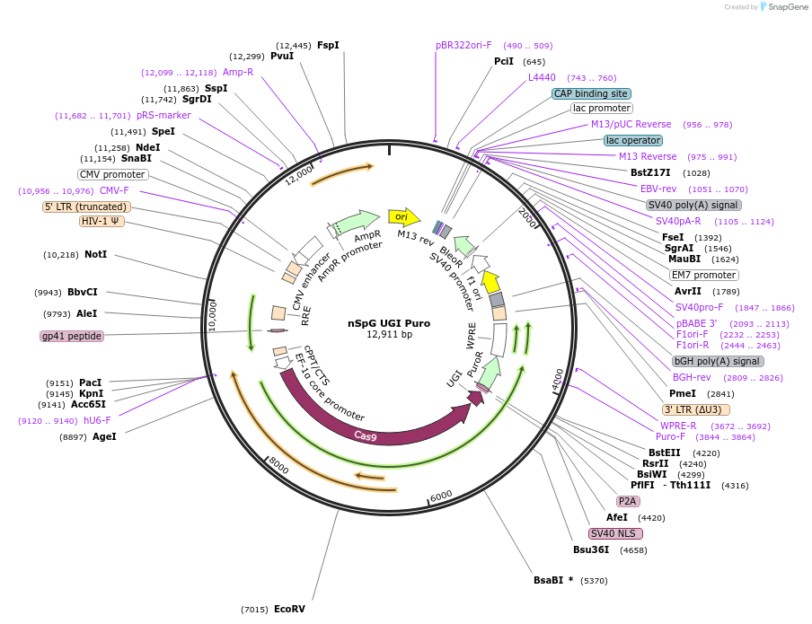 235046-plasmid-map-sequence-id-495592