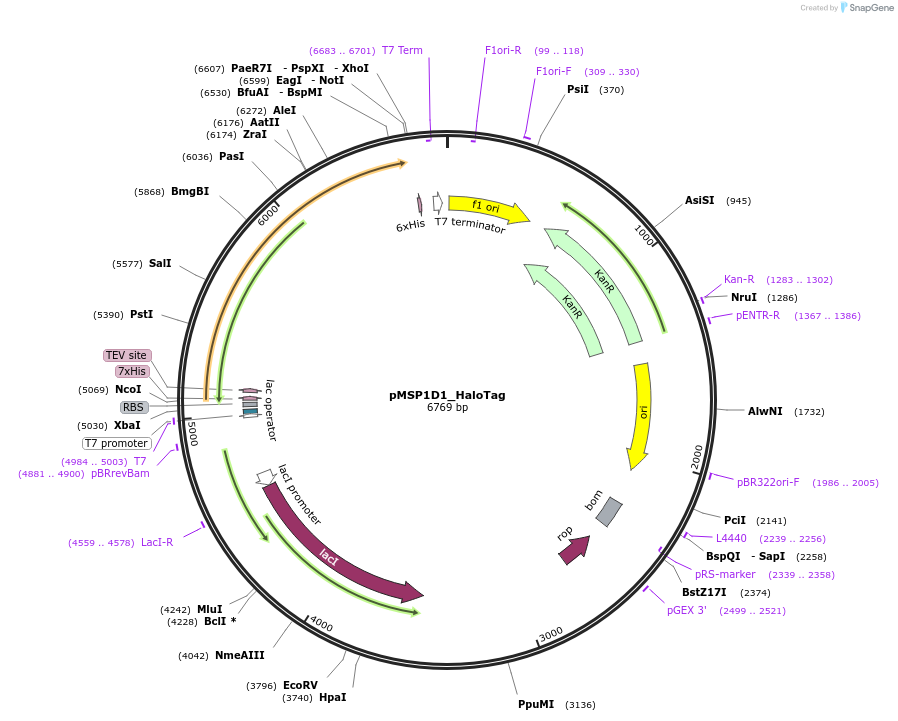 248926-plasmid-map-sequence-id-495593