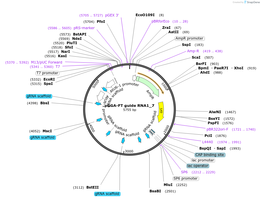 246797-plasmid-map-sequence-id-495594