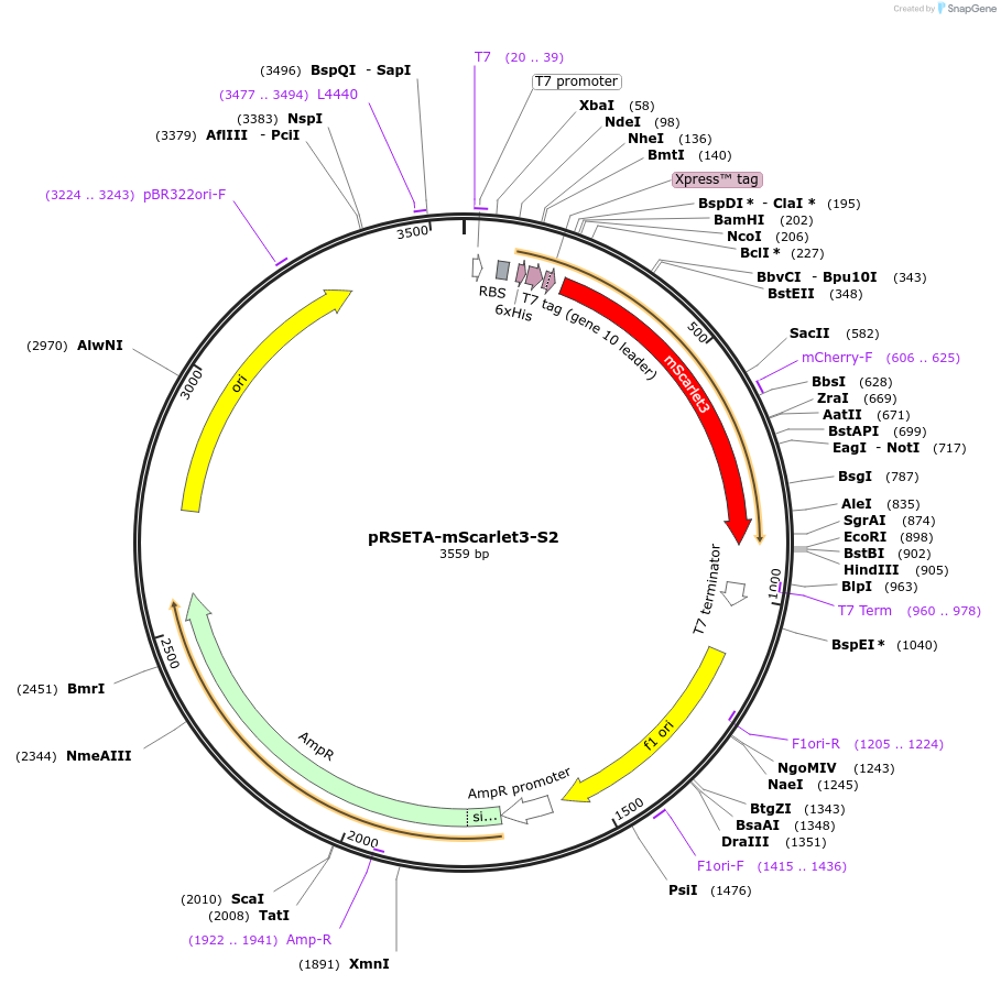 246871-plasmid-map-sequence-id-495596