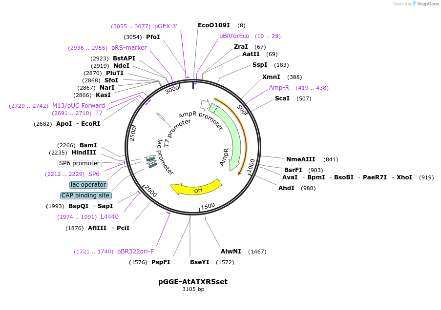 246805-plasmid-map-sequence-id-495597