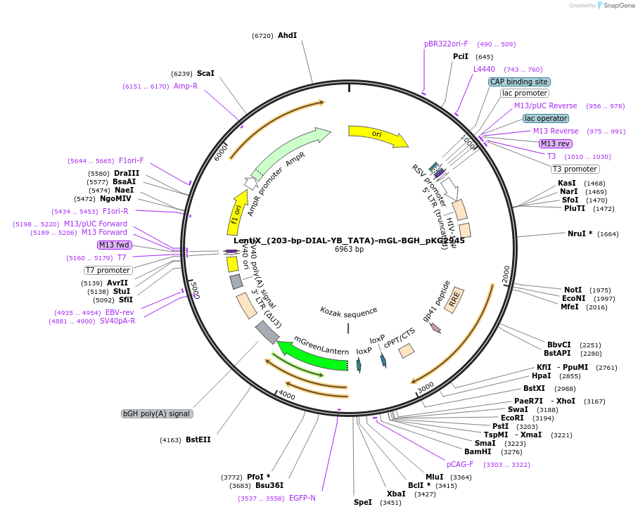 246342-plasmid-map-sequence-id-495599