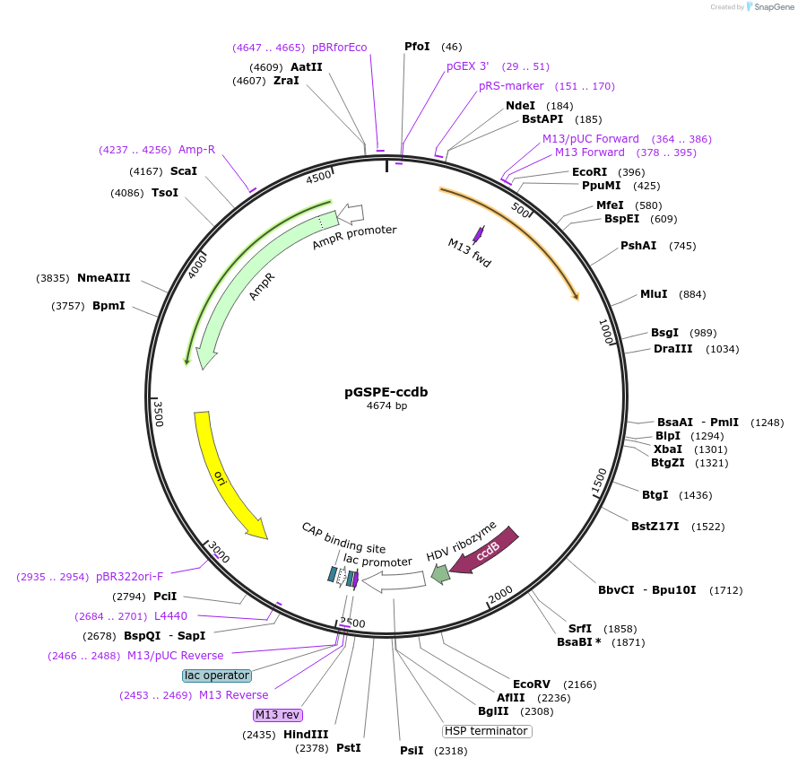 242424-plasmid-map-sequence-id-495604