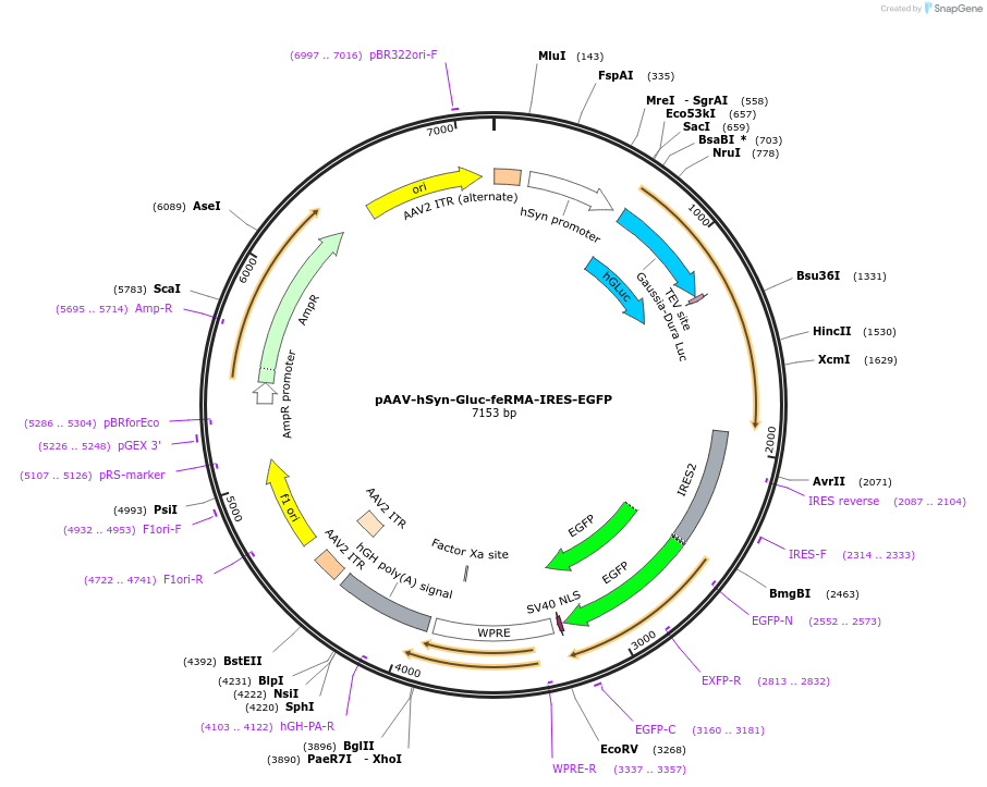 248190-plasmid-map-sequence-id-495612