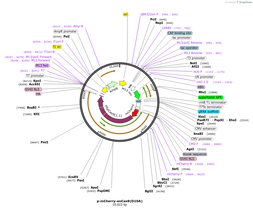 249063-plasmid-map-sequence-id-495615