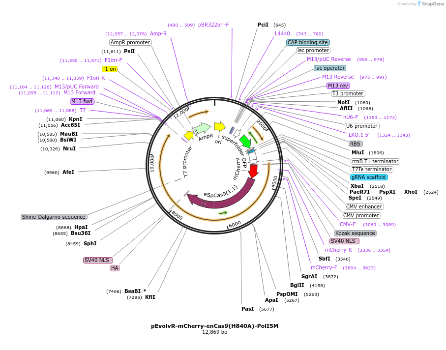 249064-plasmid-map-sequence-id-495619