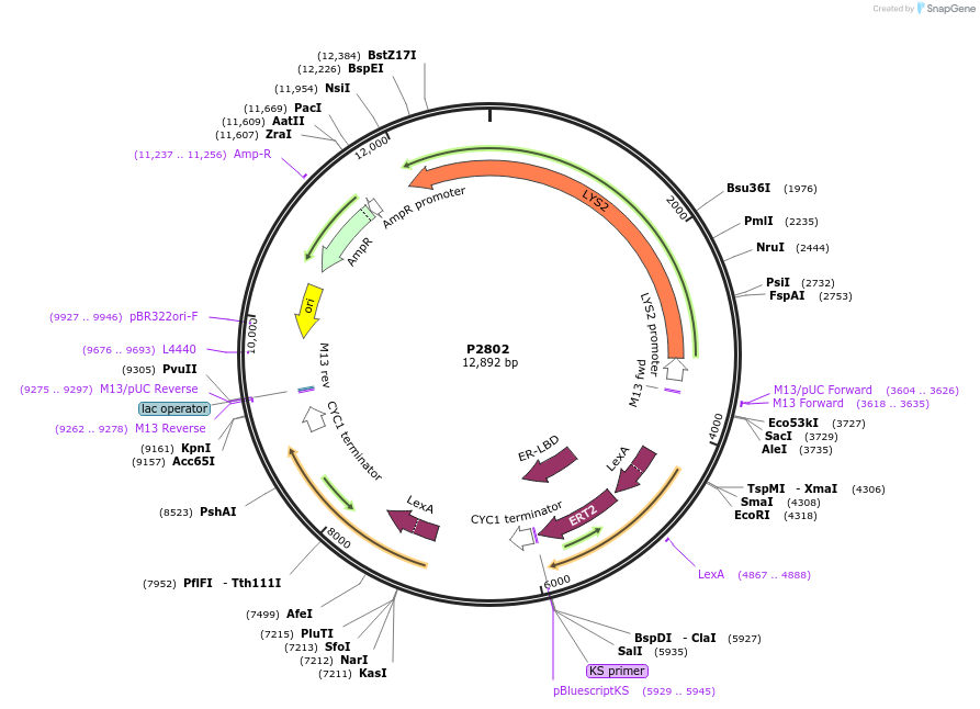 248828-plasmid-map-sequence-id-495621