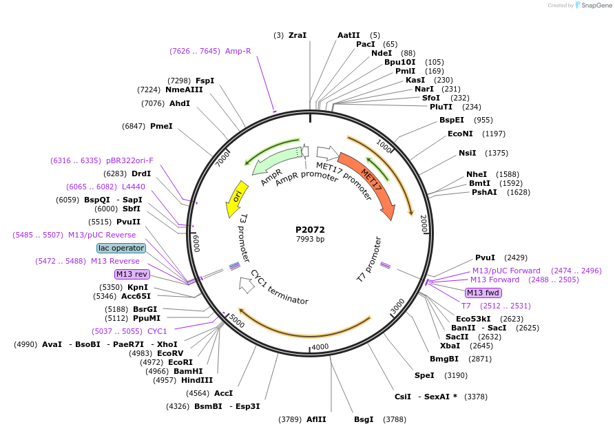 248832-plasmid-map-sequence-id-495622