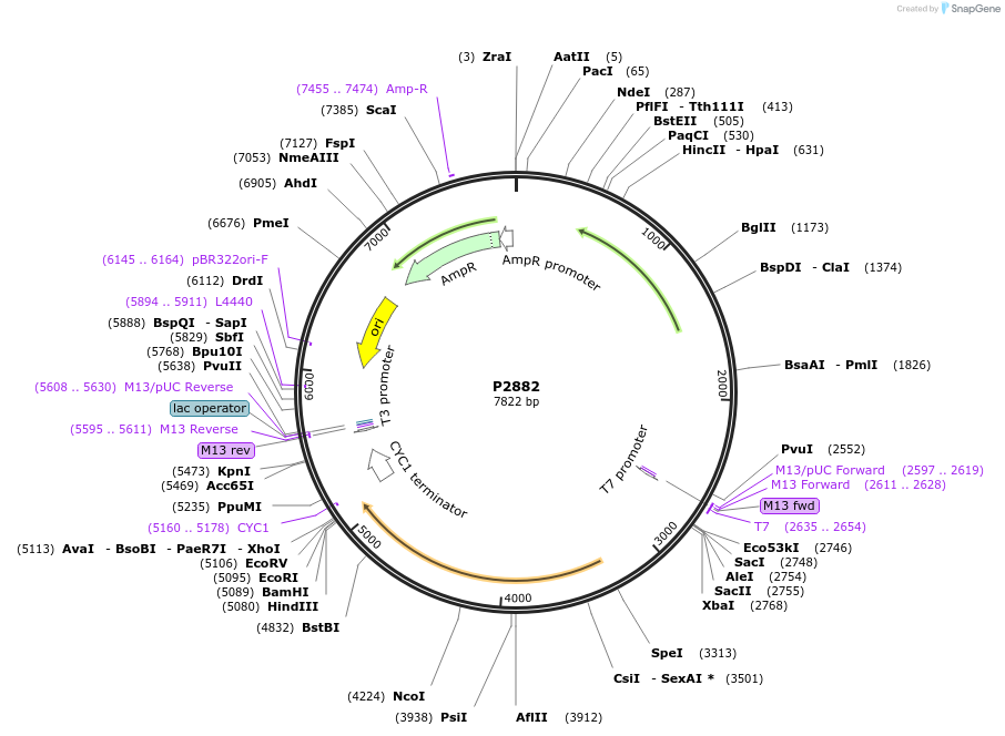 248833-plasmid-map-sequence-id-495623