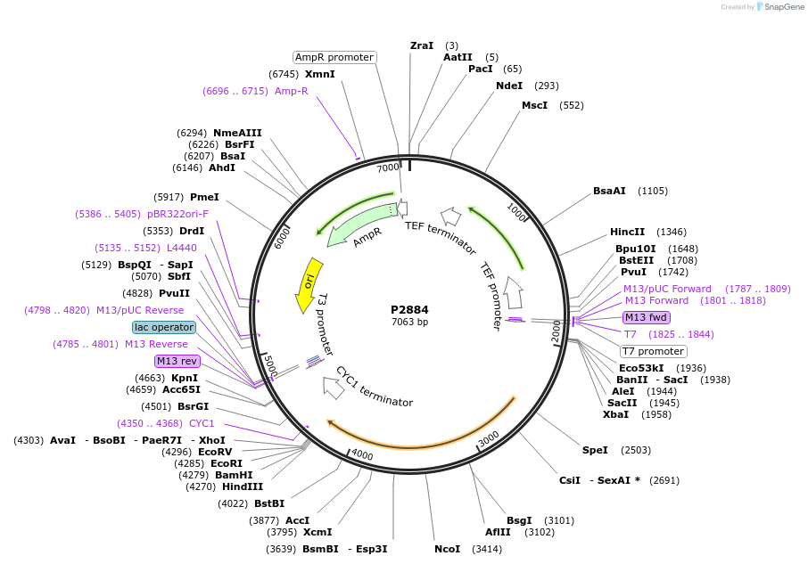 248835-plasmid-map-sequence-id-495625