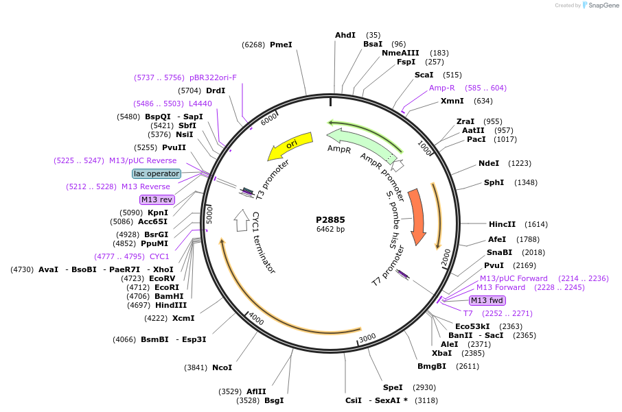 248836-plasmid-map-sequence-id-495626