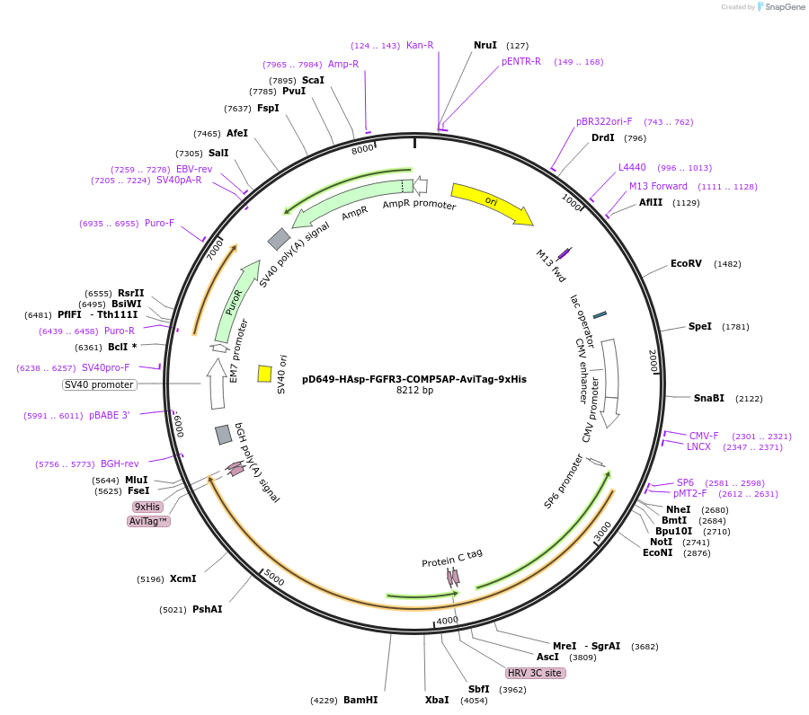 157360-plasmid-map-sequence-id-495628
