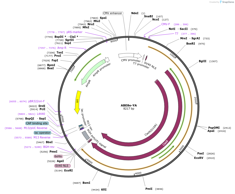 238085-plasmid-map-sequence-id-495633
