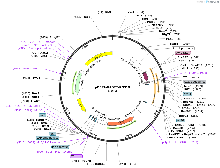 248656-plasmid-map-sequence-id-495634