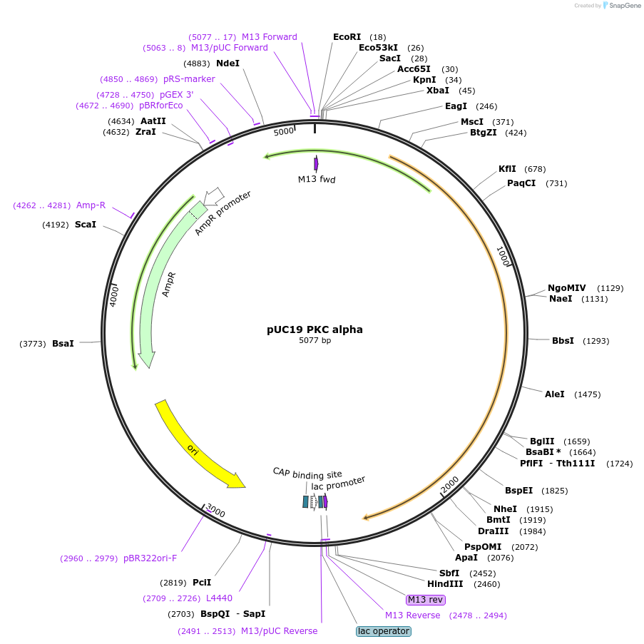 8429-plasmid-map-sequence-id-495639