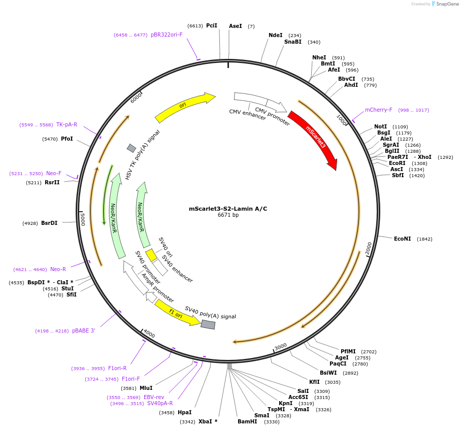 246875-plasmid-map-sequence-id-495652