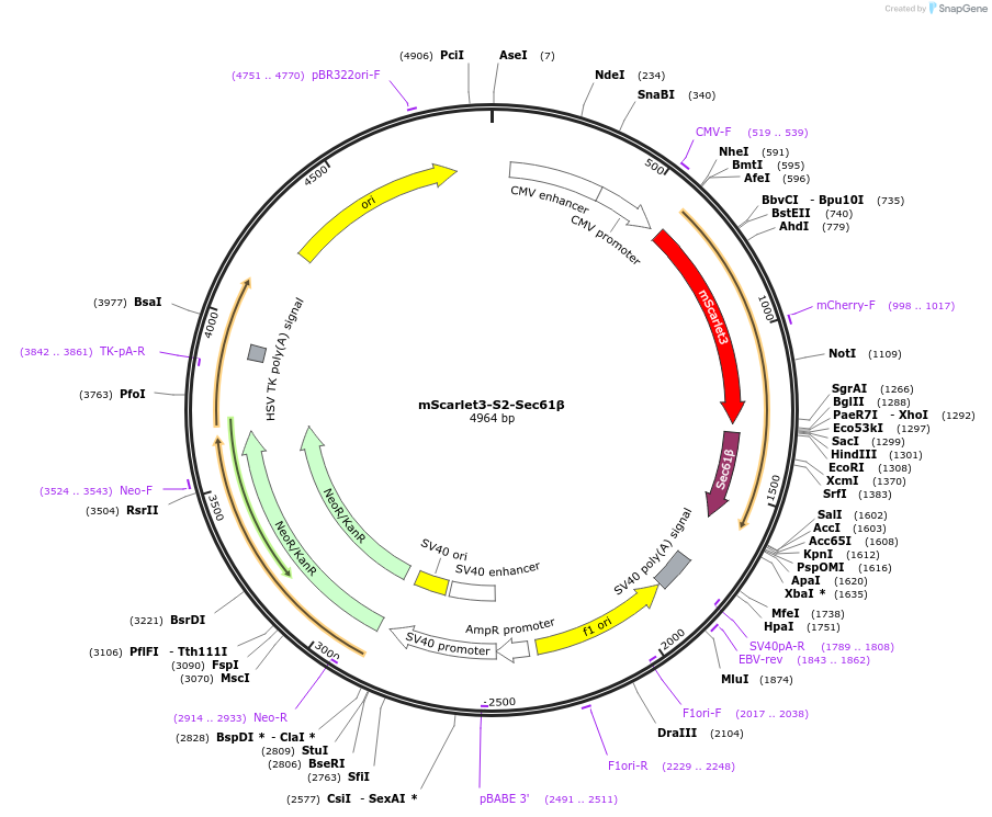 246874-plasmid-map-sequence-id-495653