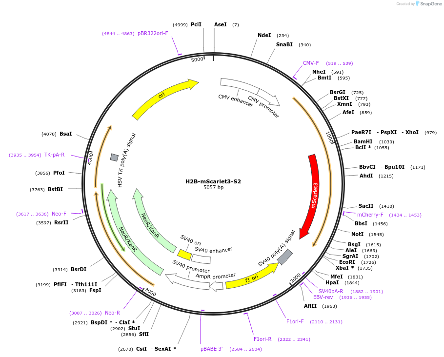 246872-plasmid-map-sequence-id-495654