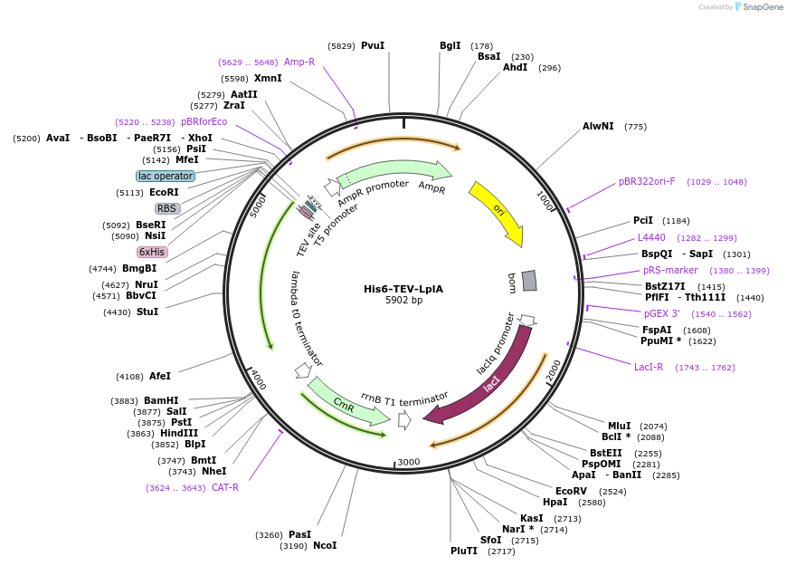 248813-plasmid-map-sequence-id-495656