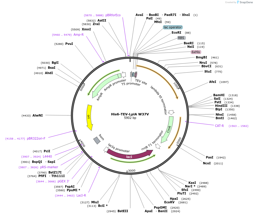 248814-plasmid-map-sequence-id-495657