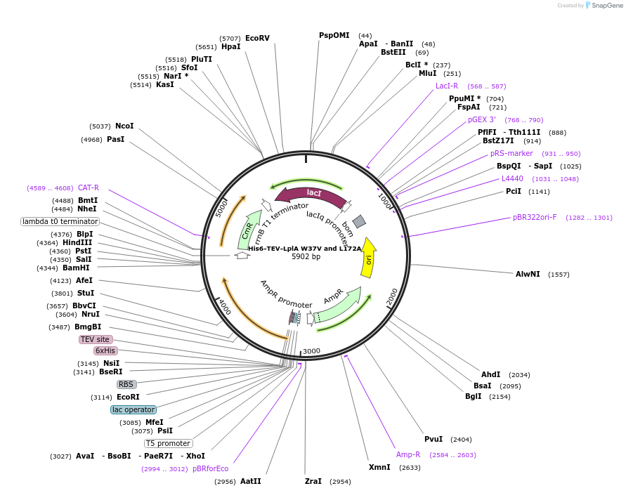 248815-plasmid-map-sequence-id-495659