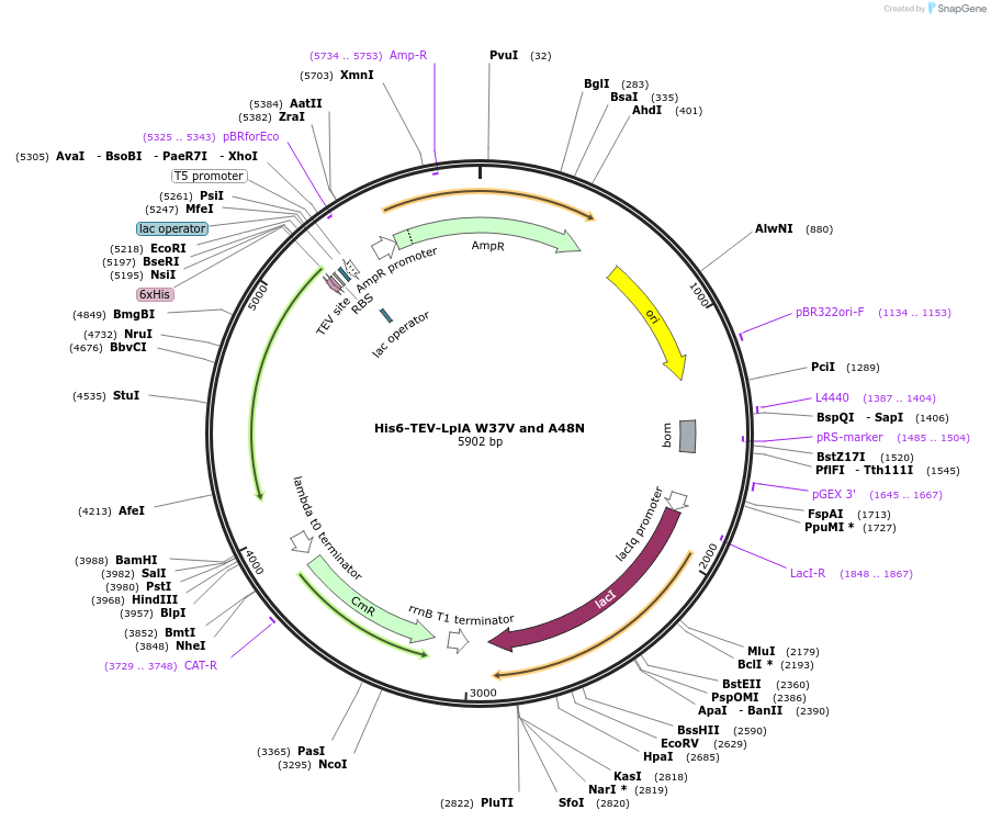 248823-plasmid-map-sequence-id-495661