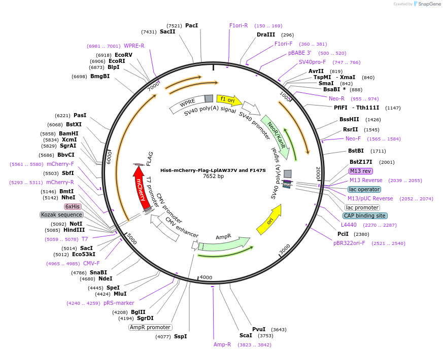 248808-plasmid-map-sequence-id-495663