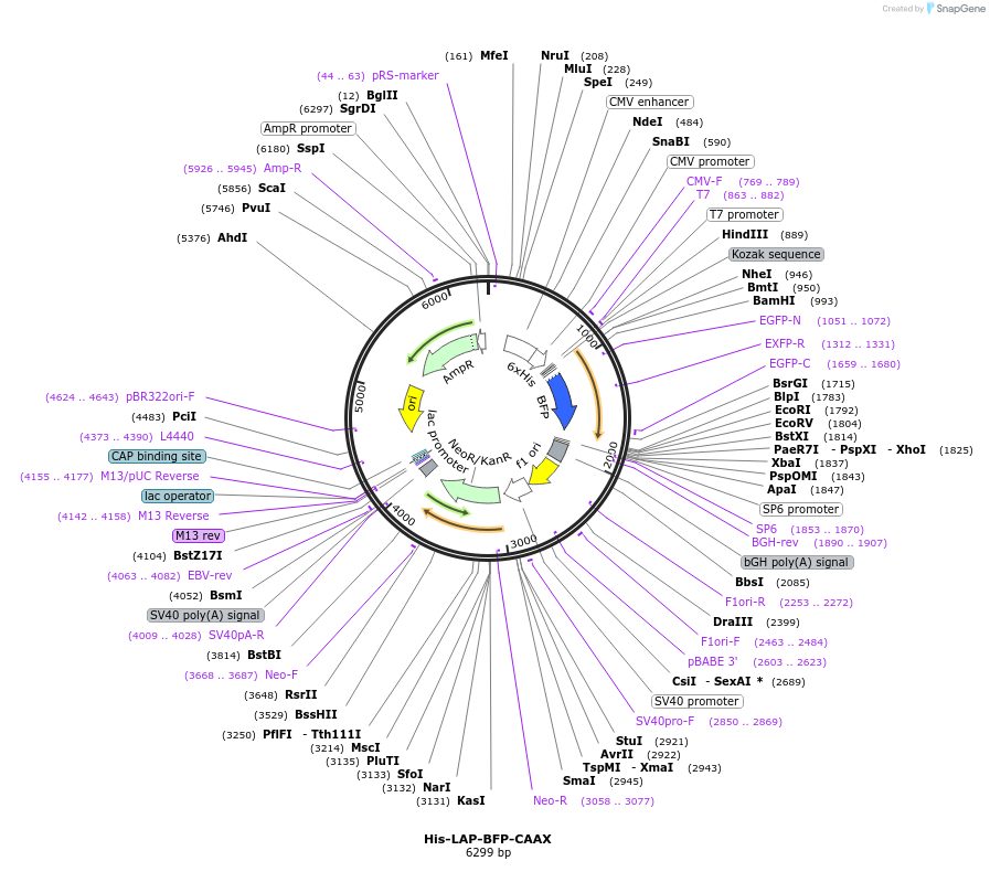 248825-plasmid-map-sequence-id-495664