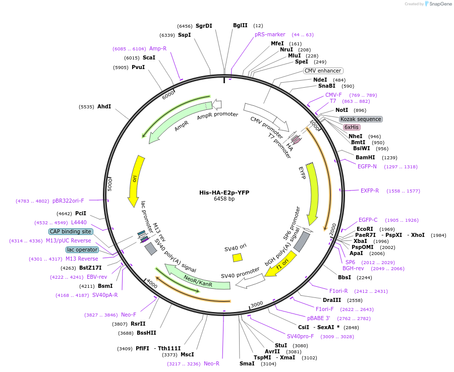 248827-plasmid-map-sequence-id-495665