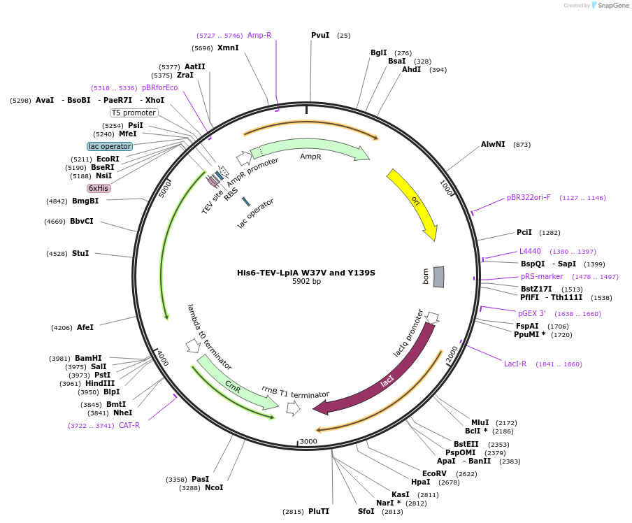 248822-plasmid-map-sequence-id-495666