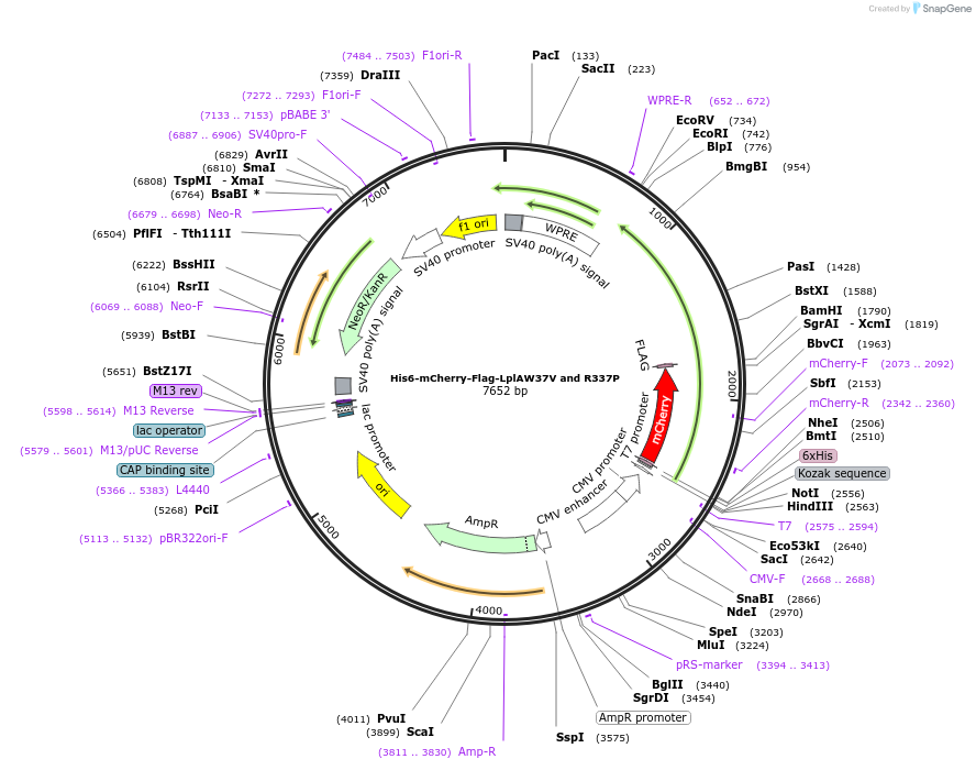 248805-plasmid-map-sequence-id-495667