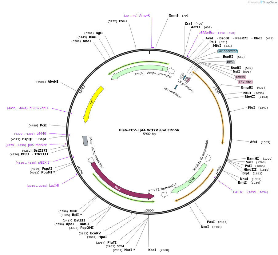 248824-plasmid-map-sequence-id-495668