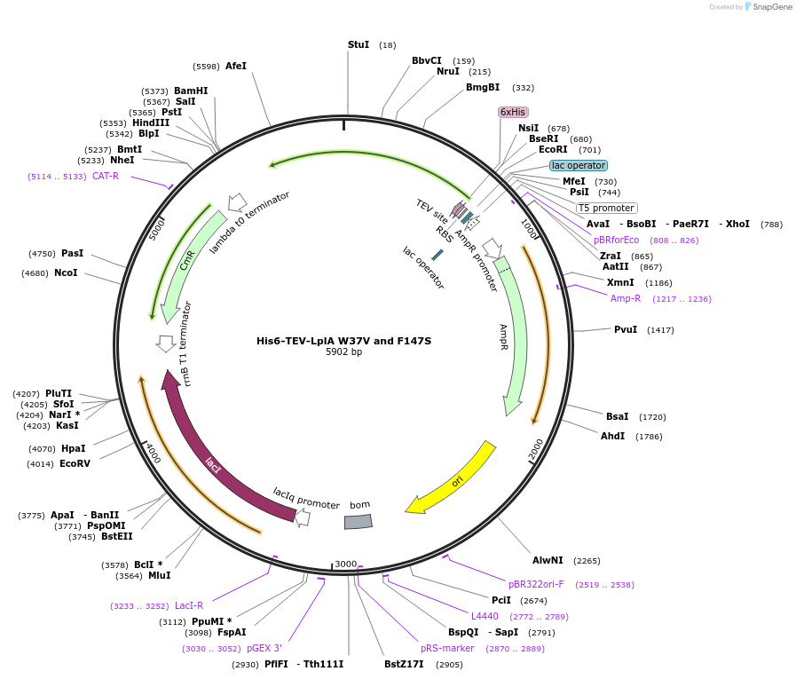 248820-plasmid-map-sequence-id-495669