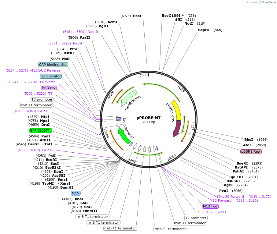 37818-plasmid-map-sequence-id-495670